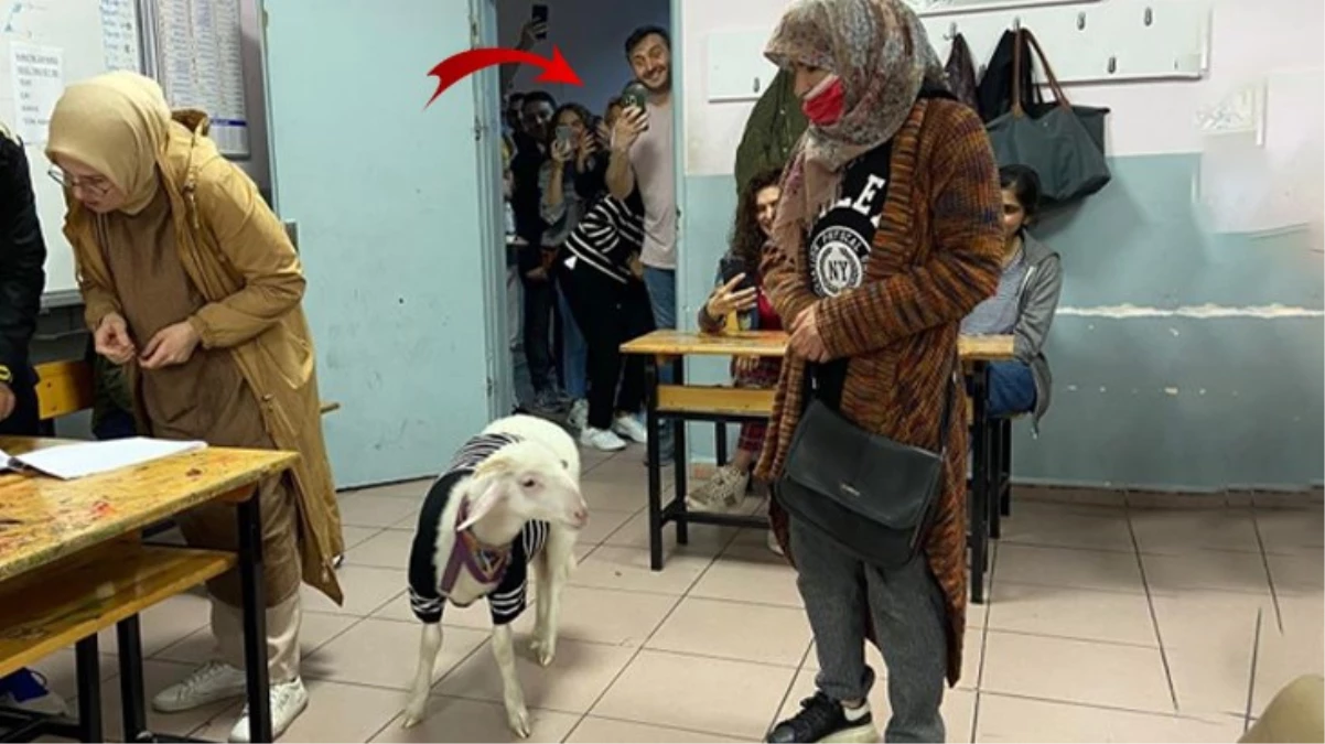 Görenler telefonuna sarıldı! Oy kabinine bile kuzusuyla birlikte girdi