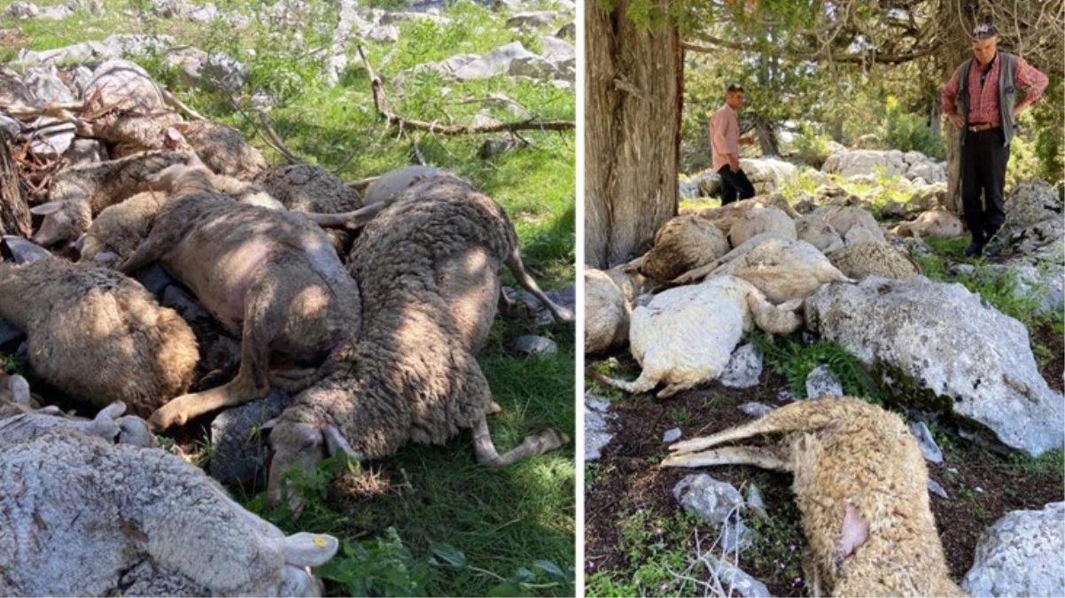 Arazide otlayan sürüye yıldırım isabet etti! 27 koyun telef oldu