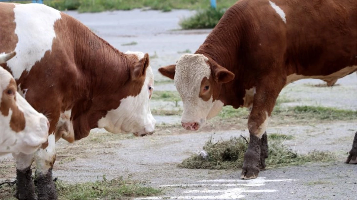 Ardahan’da şap alarmı! 99 köy karantinaya alındı, canlı hayvan pazarı kapatıldı