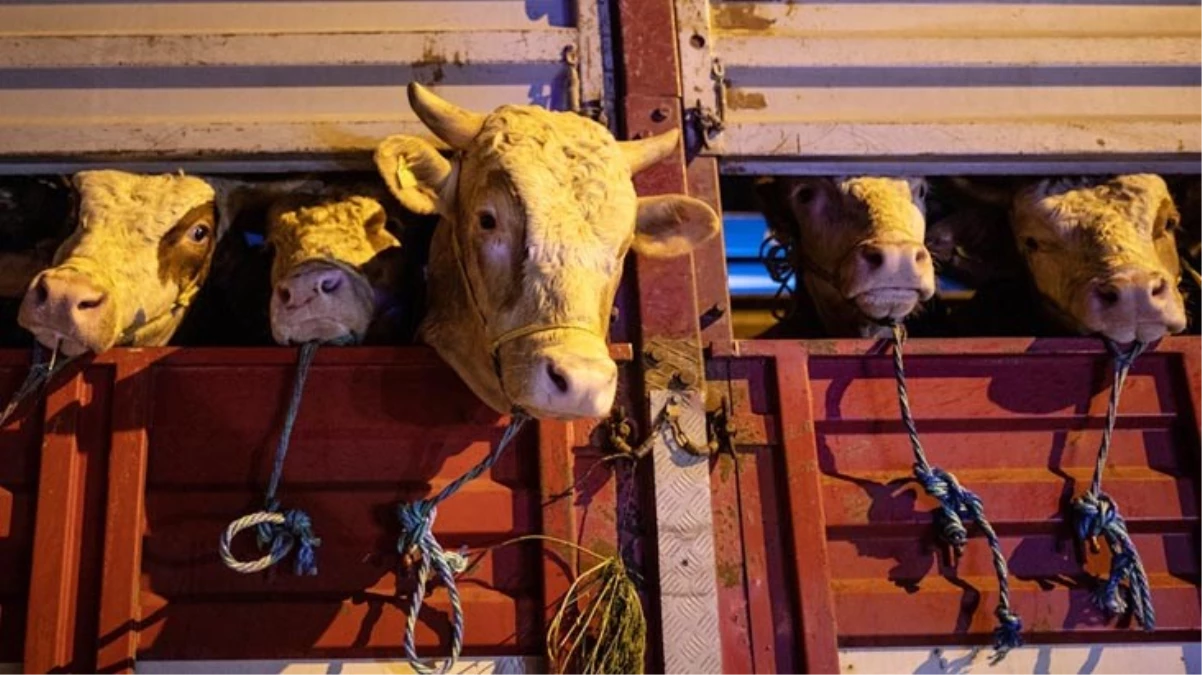 İstanbul’a kurbanlık girişleri başladı, yetkililer uyarıyor: Hayvanla ilgili tüm bilgiler “Tarım cebimde” uygulamasında