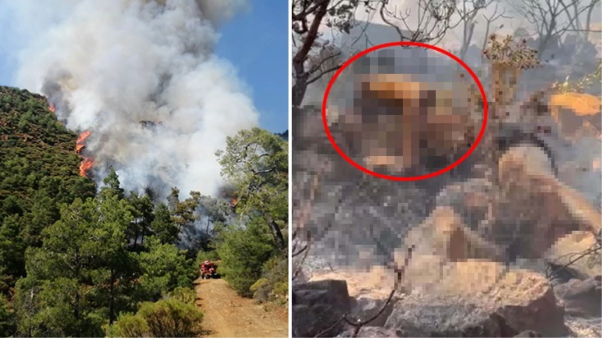 Marmaris’teki orman yangınının nedeni ortaya çıktı: Öldürdükleri kişinin cesedini ateşe vermişler