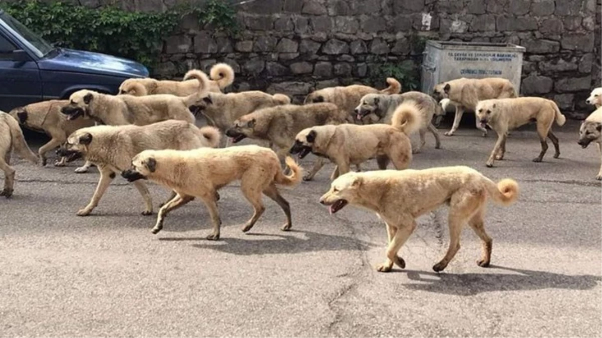 Genç mimarın kuduzdan öldüğü Siverek’te sokakları köpek sürüleri bastı