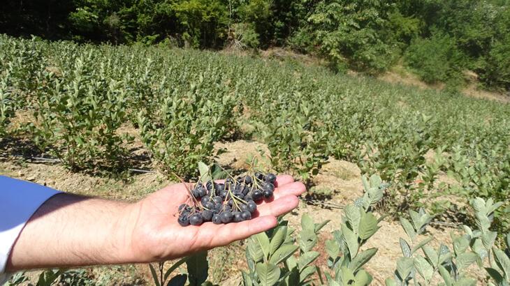 Amerika ve Avrupa’dan sonra Türkiye’de de üretiliyor! İlk hasat