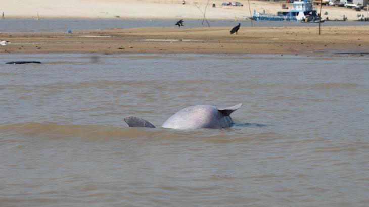 Brezilya Amazonları’nda 100’den fazla nehir yunusu ölü bulundu