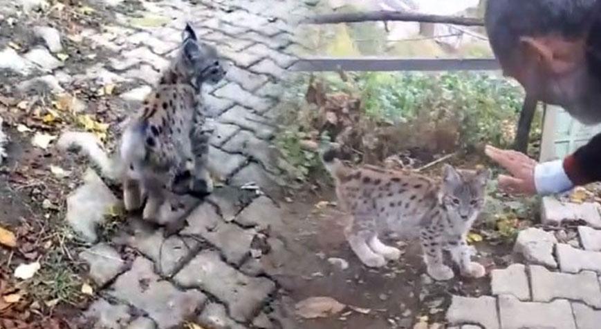 Doğaya bıraktığı vaşak geri döndü! ‘Kedi değil Aslan gibi’