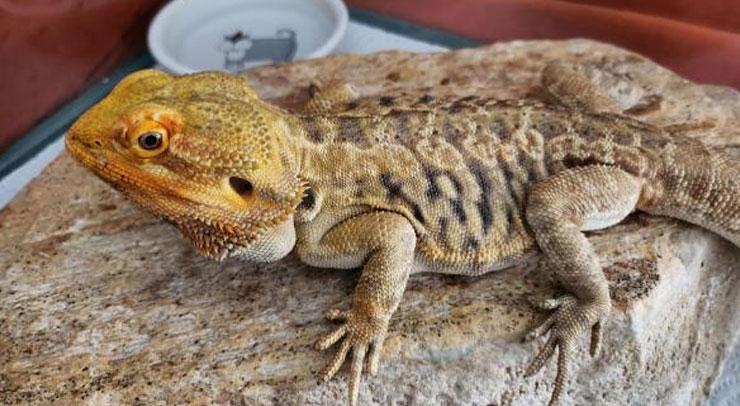 Türkiye’ye getirildi, internetten satılıyor! ‘Her ile kargo yaparım’