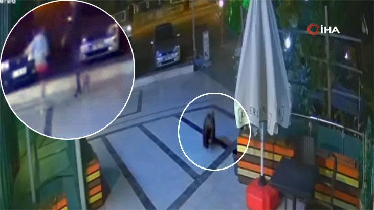 Şehir merkezine inen ayı kafeye daldı! Oğlunu böyle kurtardı