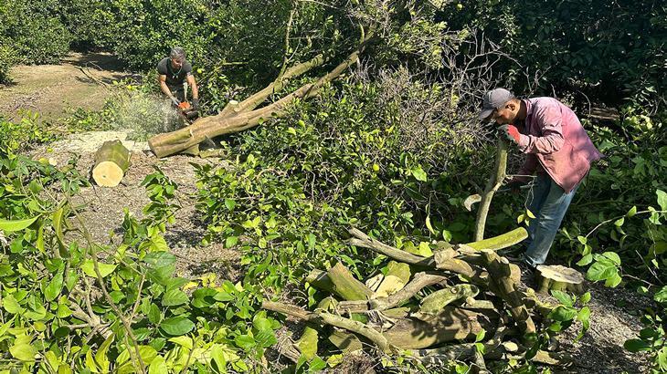 Dalında para etmeyen narenciye ağaçları kesiliyor
