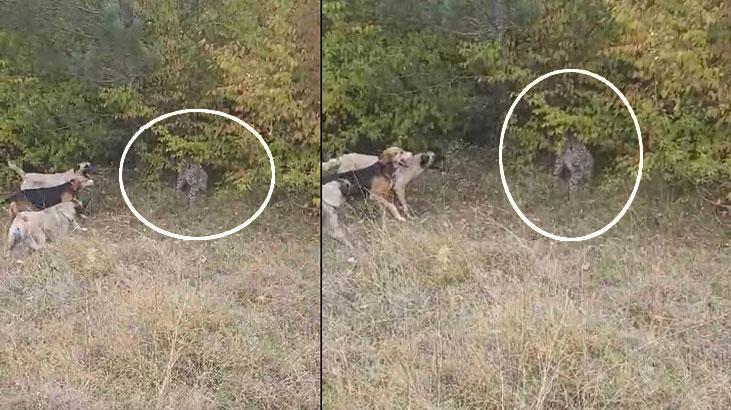 Vaşak ve 5 av köpeği karşılaştı! İnanılmaz anlar