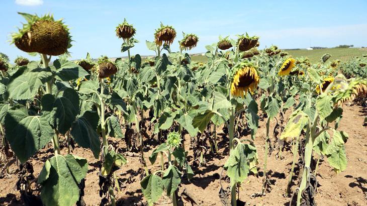 Bakan Yumaklı yerli tohuma dikkat çekti