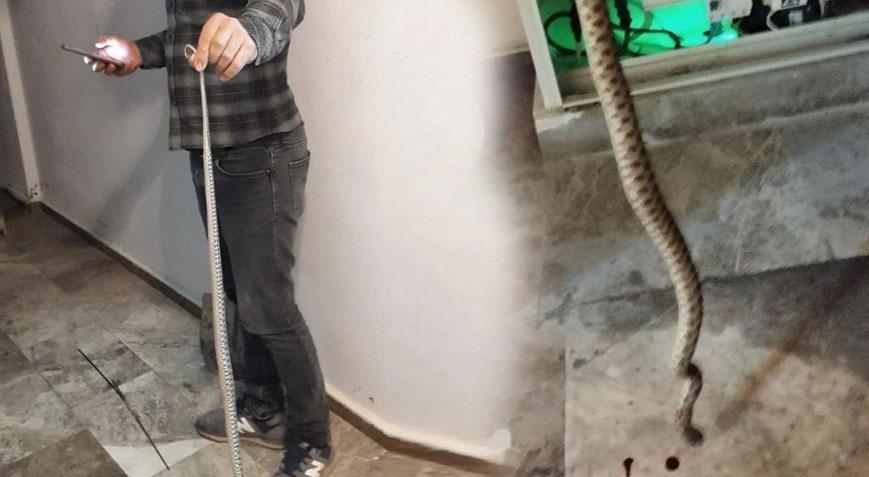 Metrelerce uzunlukta! Elektrik panosunda yılan kabusu