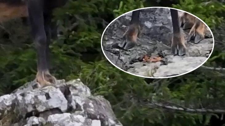 Kalın tırnaklar, sağlam bir kalp! Doğaya müthiş uyum Şamua