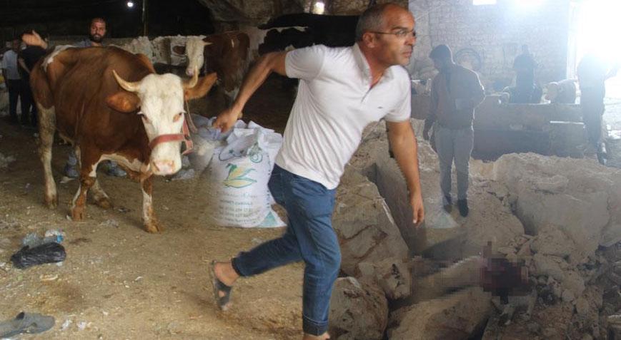 Şanlıurfa’da feci olay! Dev mağarada tavan çöktü, hayvanlar telef oldu