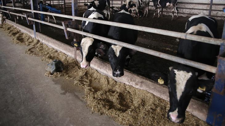 Kendi kendine yeten çiftlikte ucuz et üretiyorlar