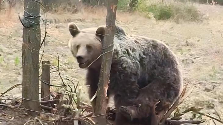 Vatandaşların ayı paniği! Bahçeye girdi, bir anda saldırmaya çalıştı
