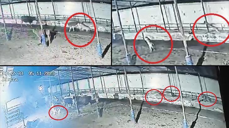 Çiftliğe giren kurt sürüsü, büyükbaşlara saldırdı: O anlar anbean kaydedildi