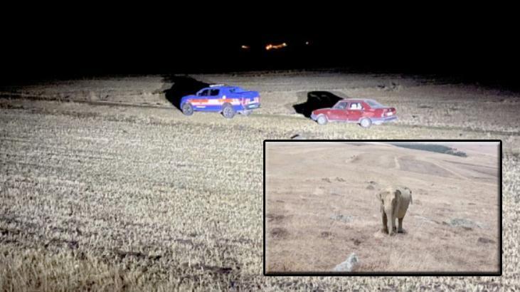 Sosyal medyada olay olan görüntü! Ardahan’da fil alarmı