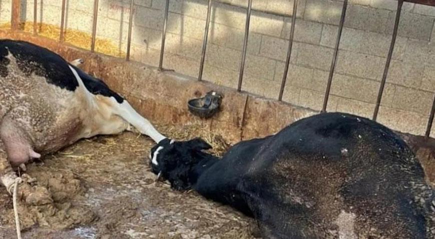Ahıra girdi! Şoke eden manzara ile karşılaştı