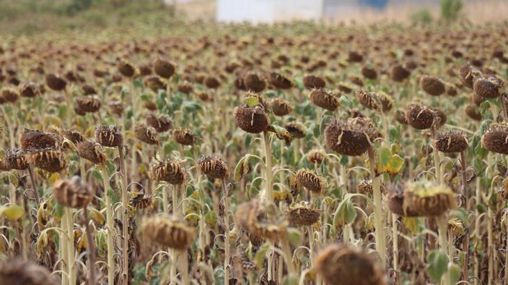 ‘Yurt dışındakilerden daha iyi tohum ürettik’