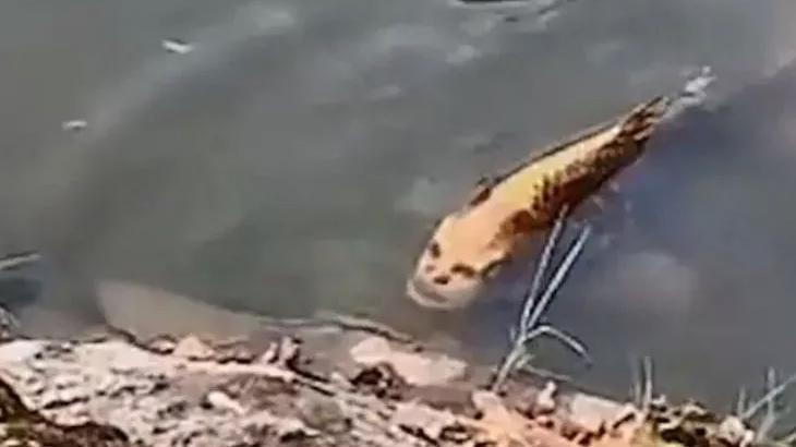 Dünyanın konuştuğu görüntü! İnsan yüzlü balık infial yarattı