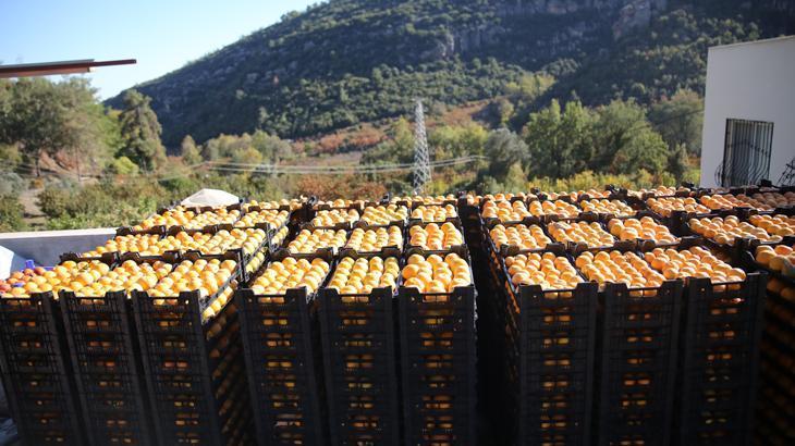 Trabzon hurması fiyatıyla çiftçinin yüzünü güldürüyor