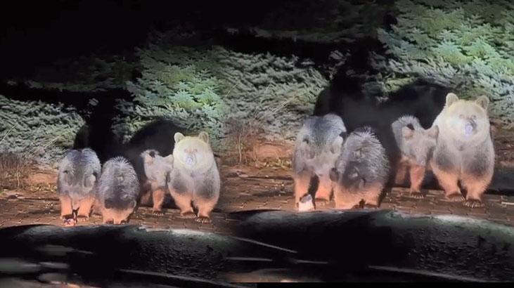 Uludağ’da ‘uyuyamayan’ meşhur ayı ailesi kameraya yakalandı