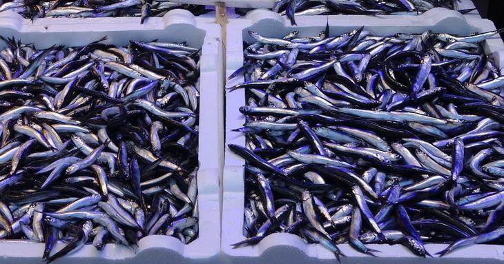 Hamsinin kilosu tezgahlarda 25 TL’ye düştü