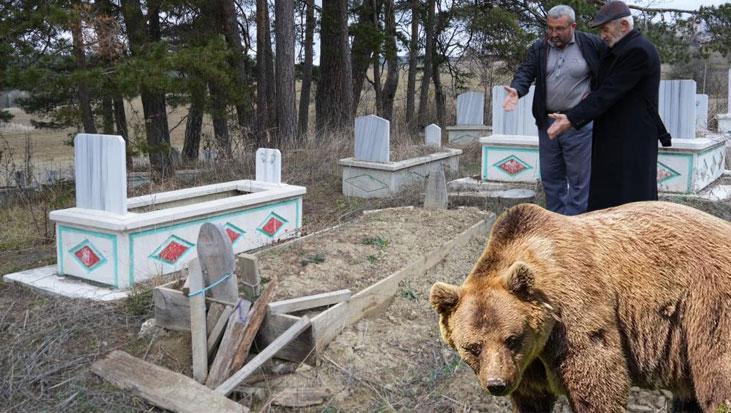 Ayılar mezarları kazmaya başladı! Köylülerden jiletli önlem