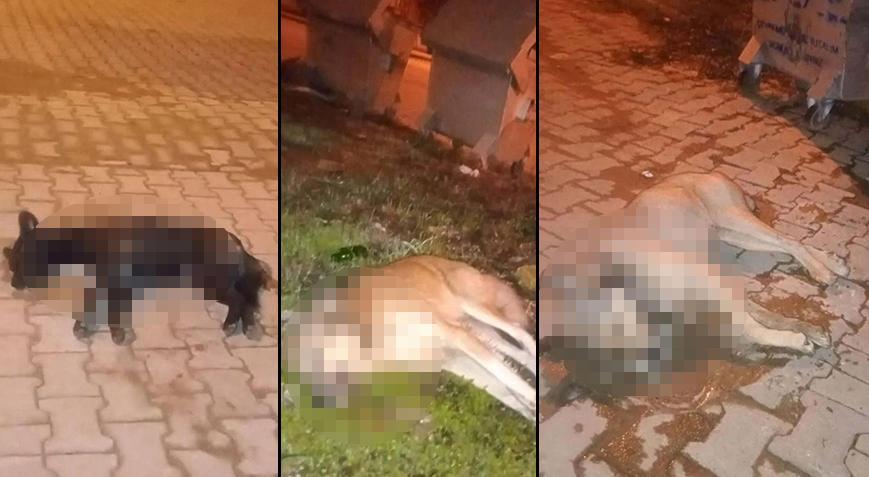 Aydın’da kan donduran olay! 5 köpek zehirlenerek öldürüldü