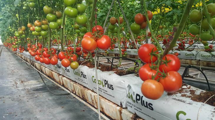 Antalya topraksız örtü altı tarımda da zirvede! En çok domates ve biber yetiştiriliyor