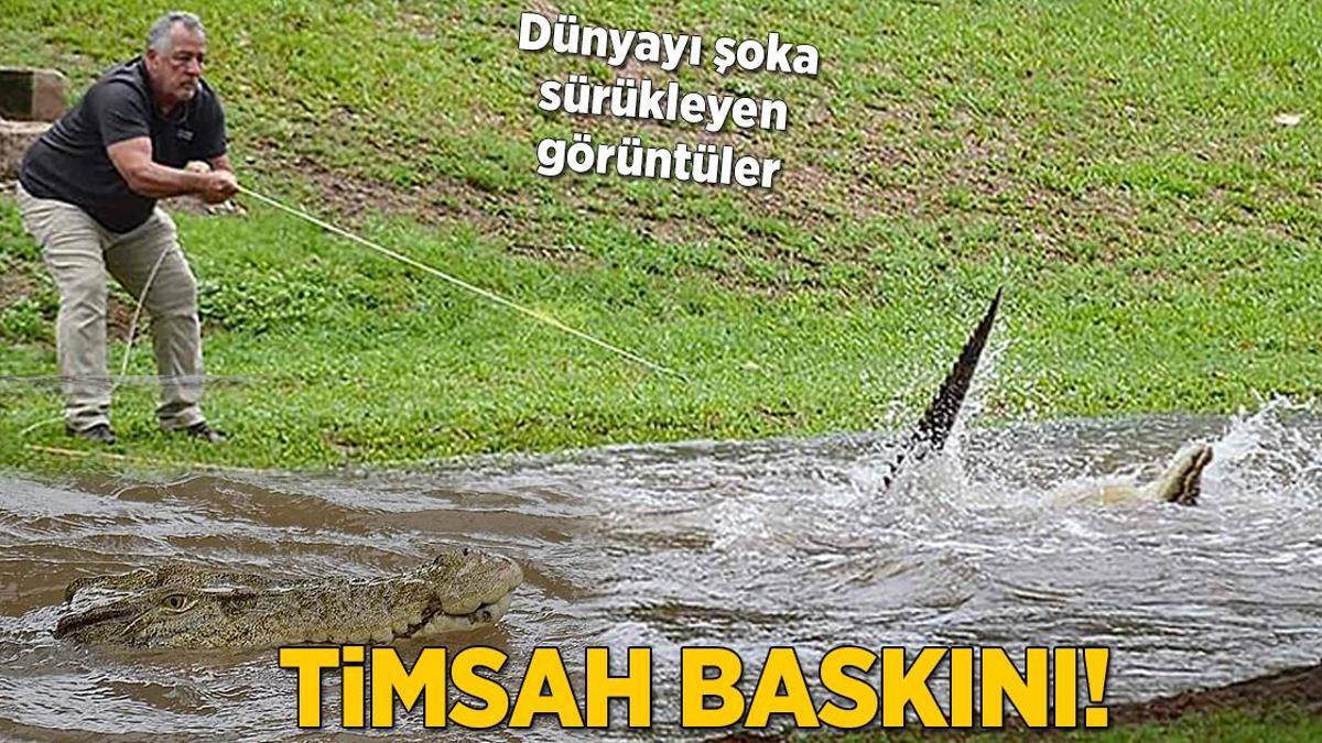 Timsah baskını! Dünyayı şoka sürükleyen görüntüler