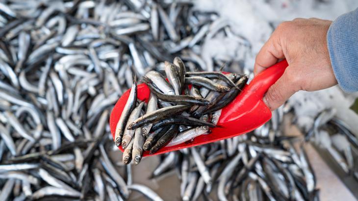 Hamsinin fiyatı 110 liraya yükseldi