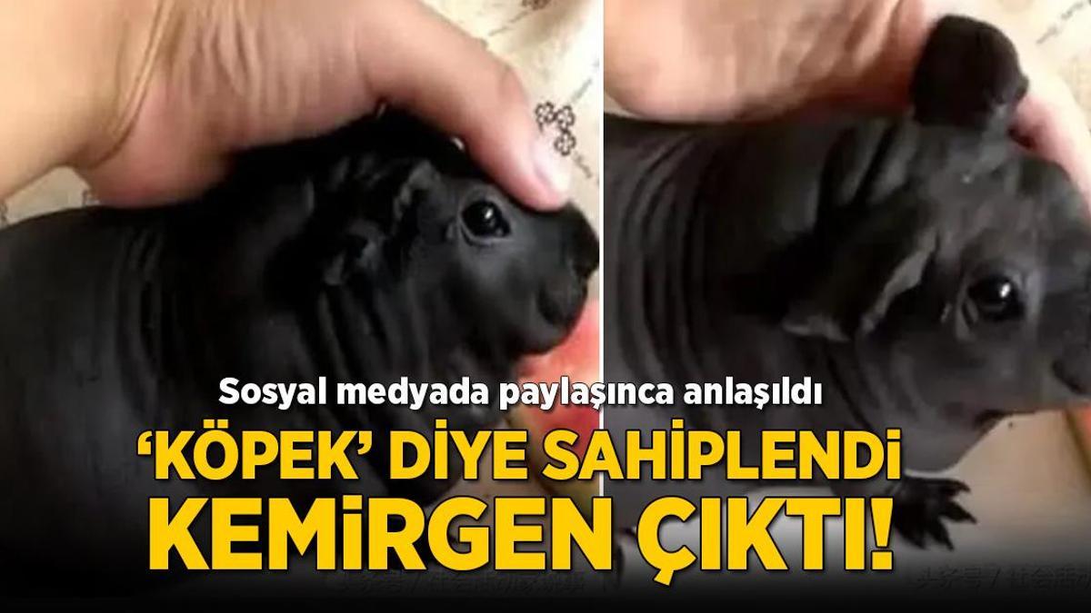 ‘Köpek’ diye sahiplendi, evcil hayvan bile olmadığı ortaya çıktı!