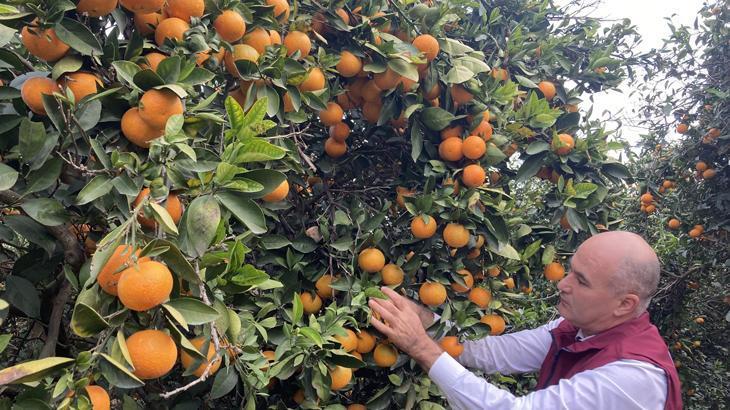 Doğu Akdeniz’de portakal hasadı başladı