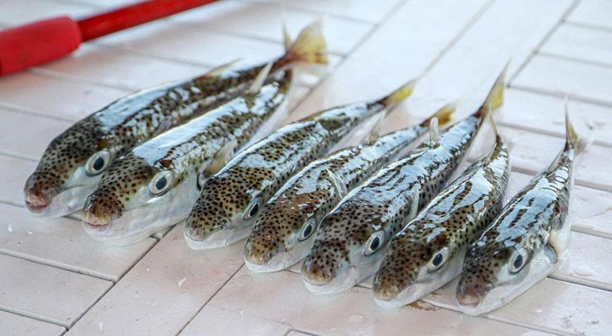 Prof. Dr. Aydın: Çay kaşığının ucundaki küçük bir miktar bile 70 kiloluk birini öldürebilir