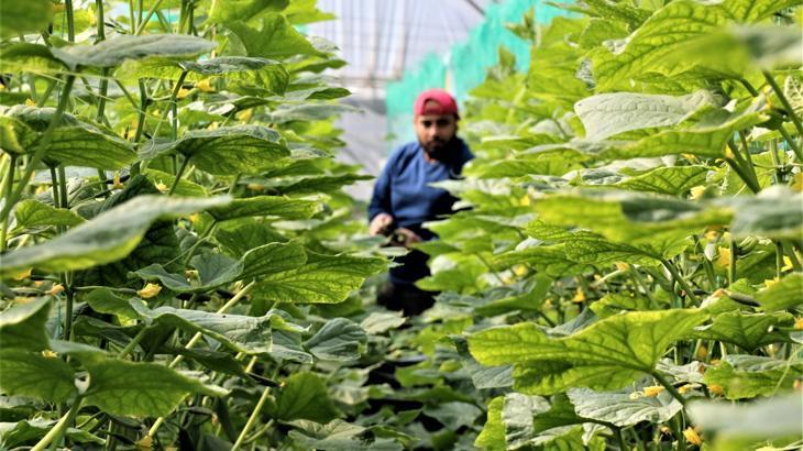 Domates serasında çalışacak eleman bulunamıyor