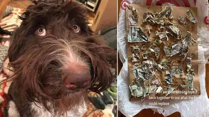 Köpekleri 4 bin dolar dolu zarfı yedi! Hayatının en pahalı yemeğinin tadını çıkardı