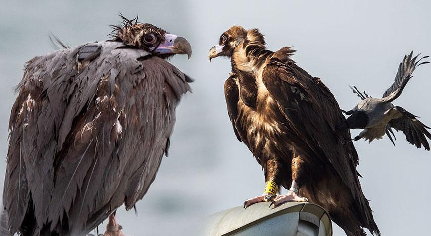 İstanbul’da akbabayı görenler şoke olmuştu! Yeni detay ortaya çıktı