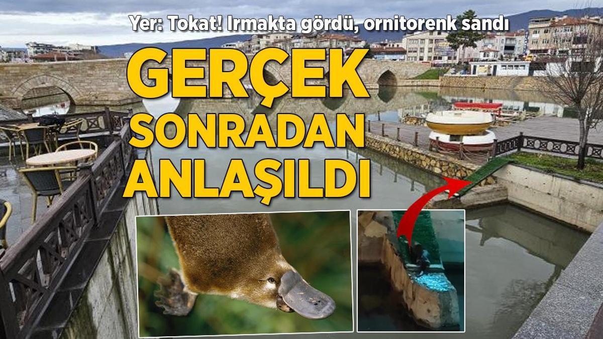 Irmakta gördü, ornitorenk sandı! Gerçek ise sonradan anlaşıldı