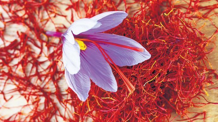 Safranbolu safranı AB tescilini aldı! ‘Coğrafi işaret’ ihracatı artırıyor, değeri katlıyor…