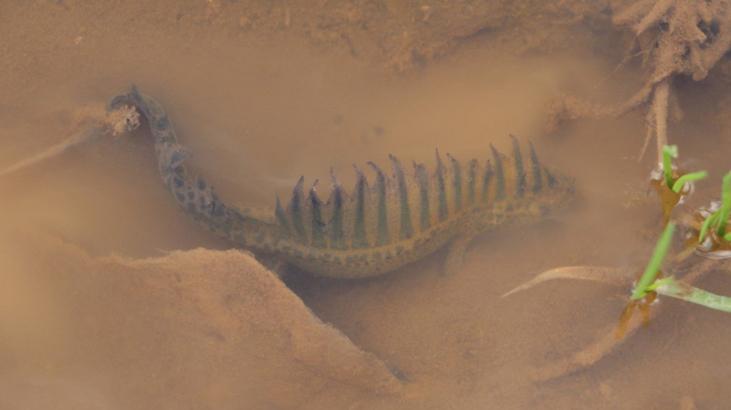 Nesli tükenme tehlikesiyle karşı karşıya! Göletten su çekilince ortaya çıktı