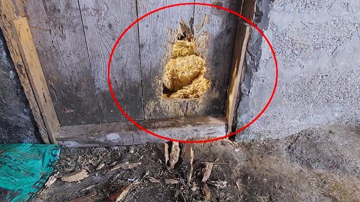 Kurtlar kilitli kapıyı kemirip açtı! Mahallede kabus: Uyuyamıyoruz