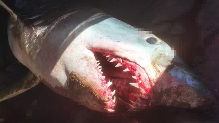 Kanlı dişleriyle bir anda ortaya çıktı! Sivriburun camgöz turistlerin uğrak noktasına vurdu