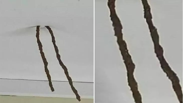 Tavandan aşağı süzüldü, korkutan görüntü sosyal medyayı karıştırdı!