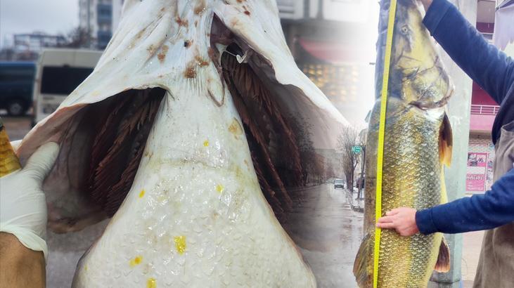 Ağlara takılan dev turna şaşkı çevirdi: Tam 28 yaşında