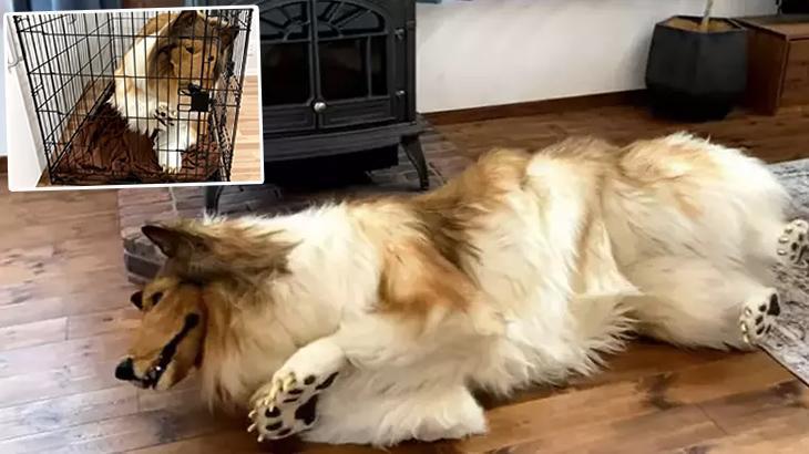 İnsanken köpeğe dönüştü! Artık pati verip, yerde yuvarlanıyor