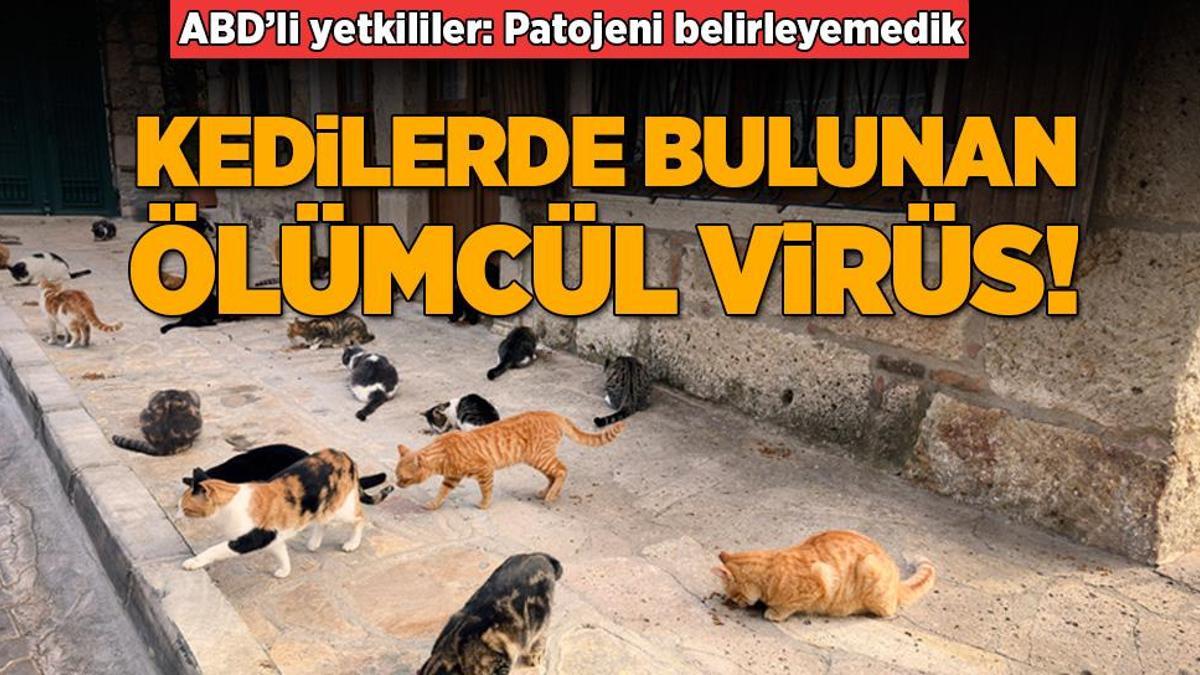 Kedilerden bulaşan ölümcül virüs! ABD’li yetkililer: Patojeni belirleyemedik
