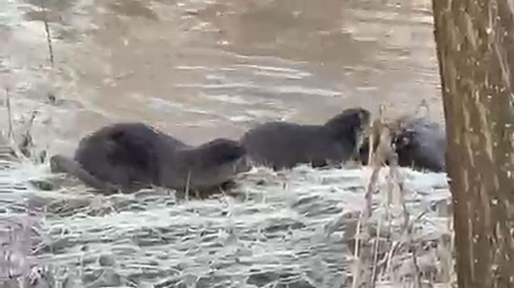 Sivas’ta kaydedildi! Üçü aynı anda görülmesi büyük bir şans