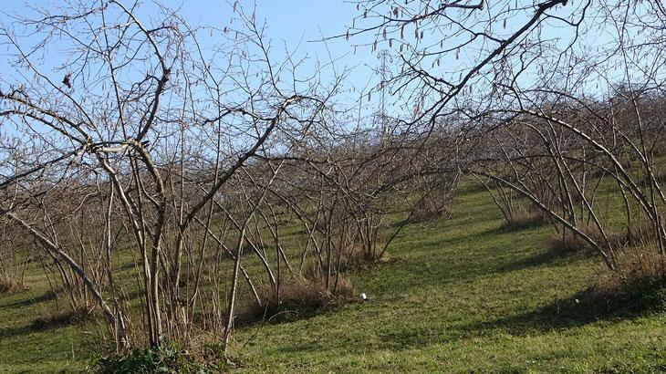 Fındıkta verim endişesi