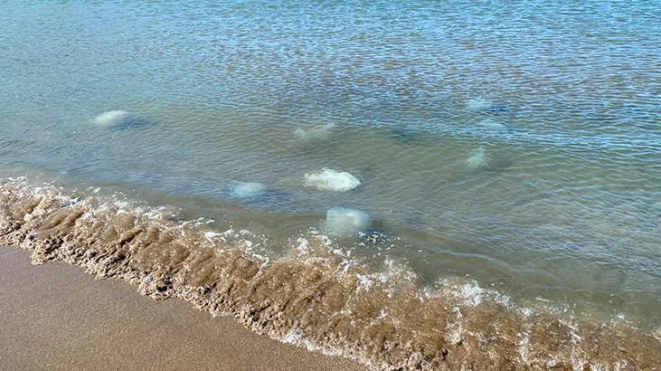 Hatay kıyılarına ölü denizanaları vurdu